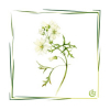 Natürliches Parfümöl Musc Blanc 20 ml